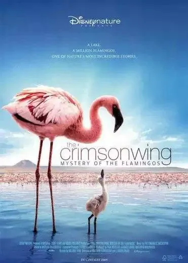 红色翅膀：火烈鸟故事