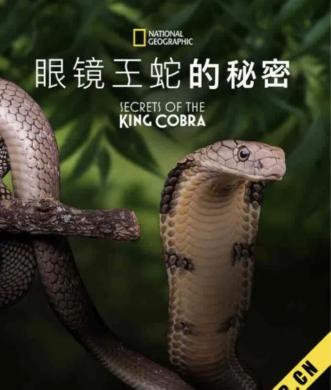 眼镜蛇的秘密
